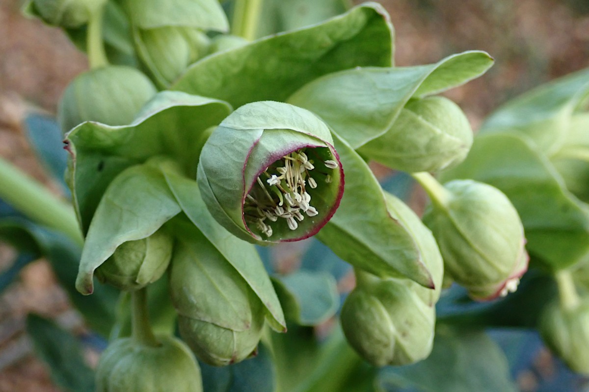Helleborus foetidus-b_27-12-2025.jpg (343.11 KiB) 999 mal betrachtet Helleborus foetidus-b_27-12-2025.jpg