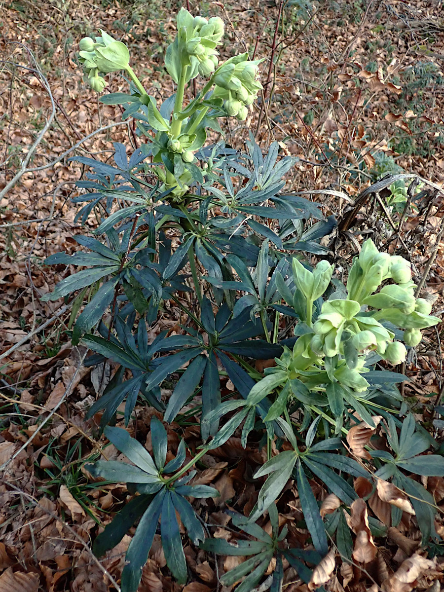 Helleborus foetidus-a_27-12-2025.jpg