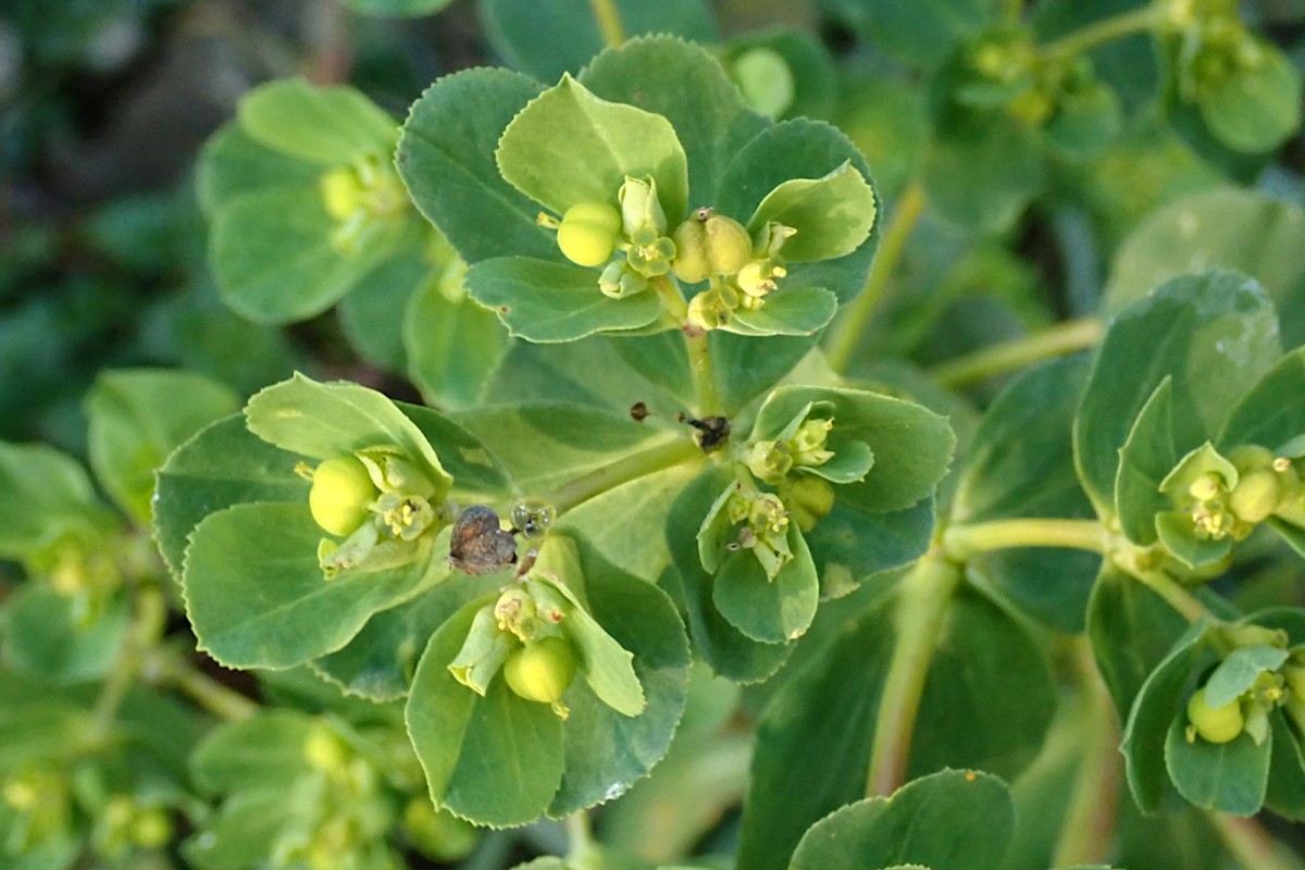 Euphorbia helioscopia-b_27-12-2025.jpg (399.83 KiB) 2068 mal betrachtet Euphorbia helioscopia-b_27-12-2025.jpg