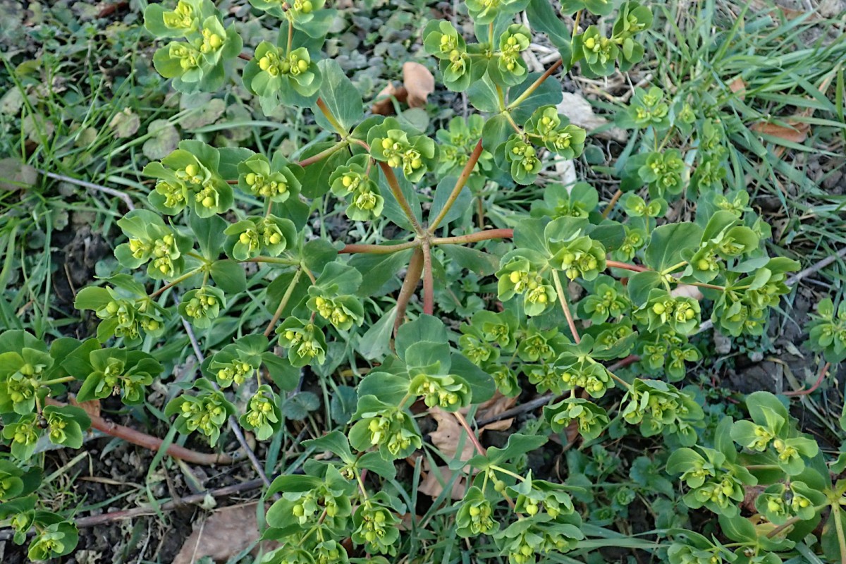 Euphorbia helioscopia-a_27-12-2025.jpg (726.44 KiB) 2068 mal betrachtet Euphorbia helioscopia-a_27-12-2025.jpg