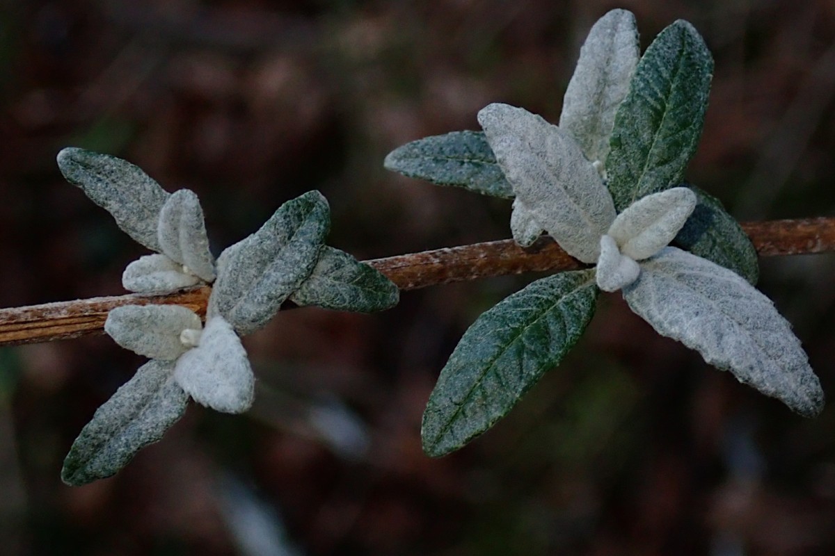 Buddleja davidii_junge Blätter_27-12-2025.jpg (357 KiB) 2068 mal betrachtet Buddleja davidii_junge Blätter_27-12-2025.jpg