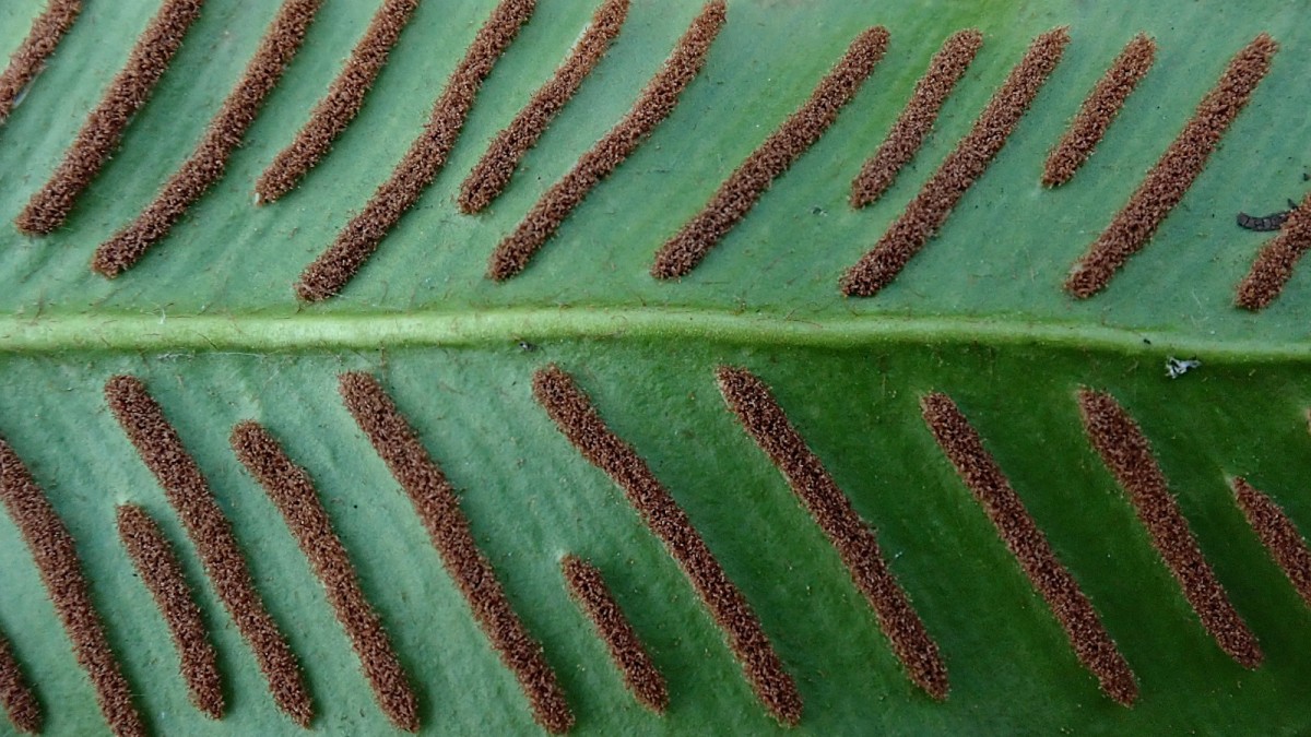 Asplenium scolopendrium-c_27-12-2025.jpg