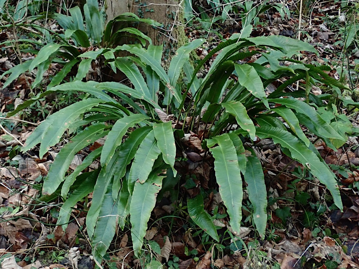 Asplenium scolopendrium-b_27-12-2025.jpg (867.87 KiB) 2068 mal betrachtet Asplenium scolopendrium-b_27-12-2025.jpg