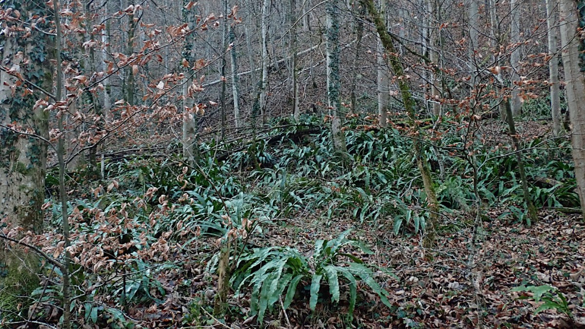 Asplenium scolopendrium-a_27-12-2025.jpg (881.94 KiB) 1000 mal betrachtet Asplenium scolopendrium-a_27-12-2025.jpg