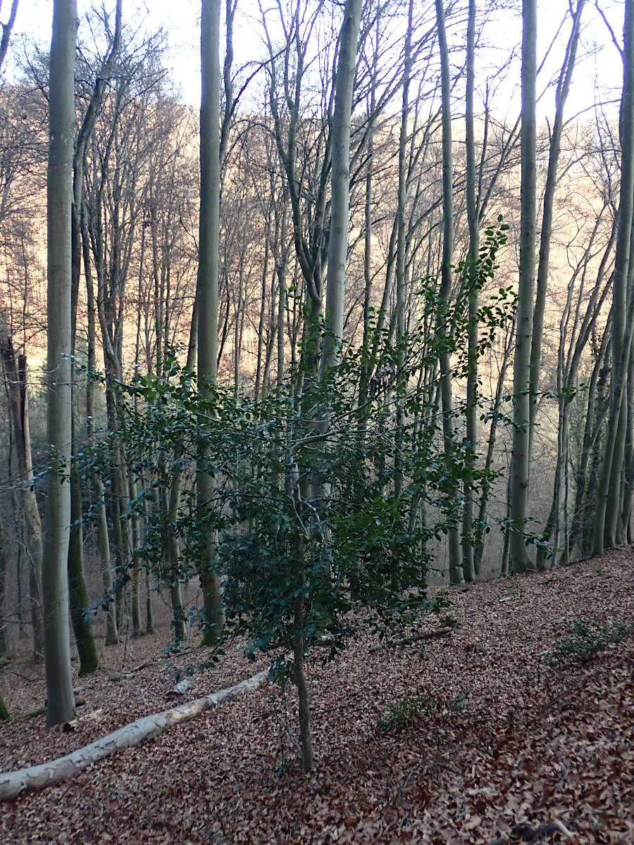 Ilex aquifolium_27-12-2025.jpg