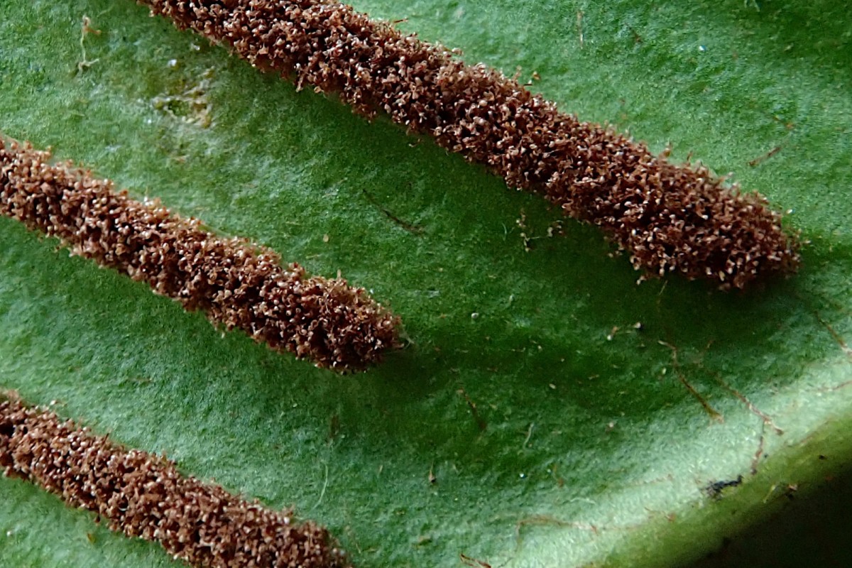 Asplenium scolopendrium-d_27-12-2025.jpg