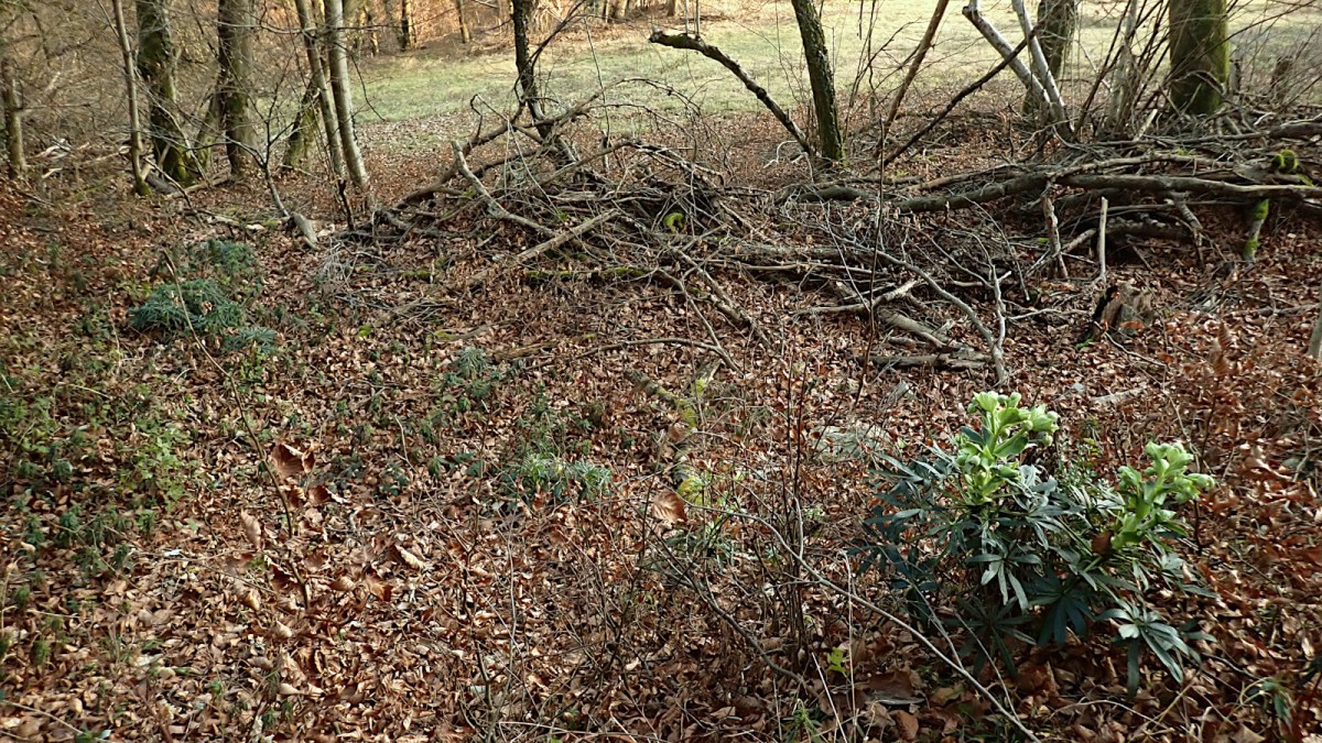 Helleborus foetidus-c_27-12-2025.jpg (997.89 KiB) 1000 mal betrachtet Helleborus foetidus-c_27-12-2025.jpg