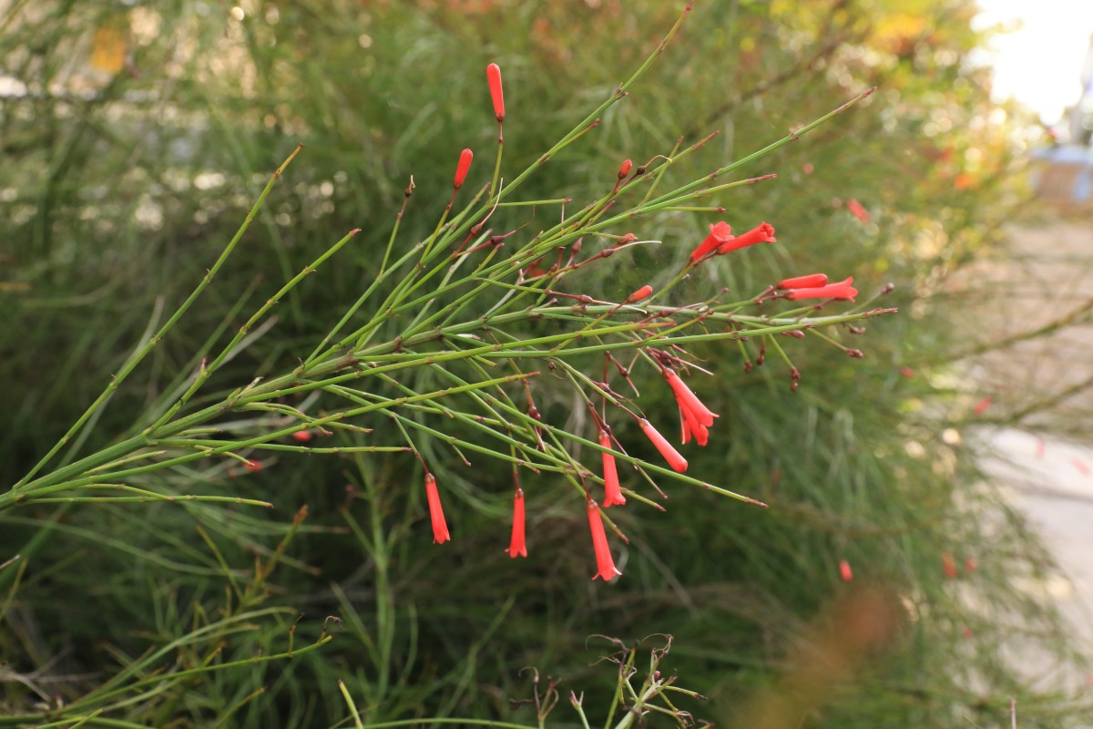 k-k- unbestimmte Art_02.JPG