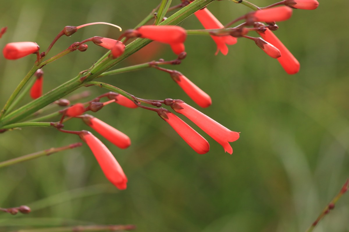 k-k- unbestimmte Art_03.JPG