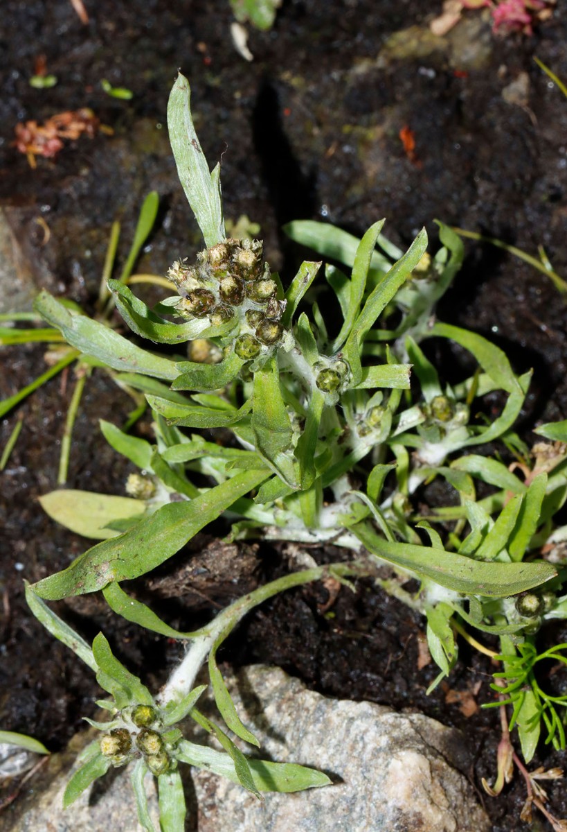 Gnaphalium uliginosum Großhartmannsdorf SN Großteich A02.jpg