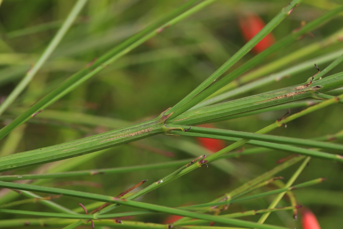 k-k- unbestimmte Art_04.JPG