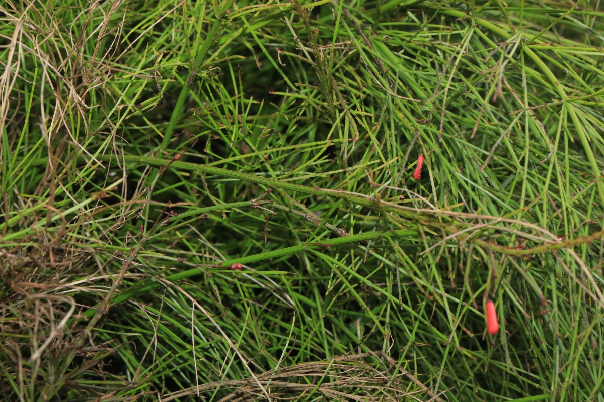 k-k- unbestimmte Art_05.JPG