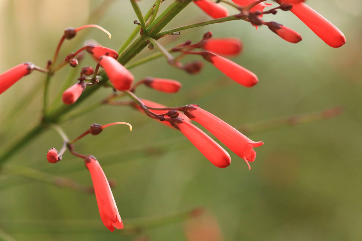 k-k- unbestimmte Art_07f.jpg