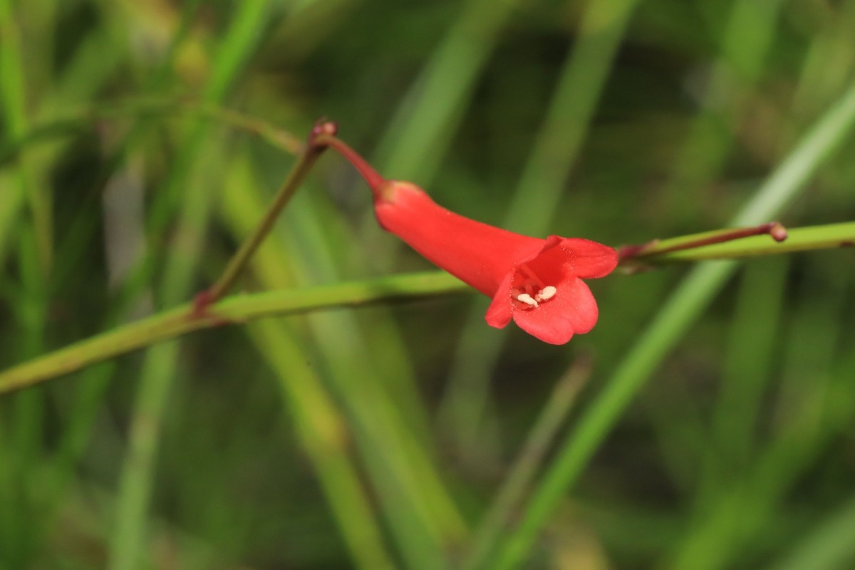 k-k- unbestimmte Art_08.jpg