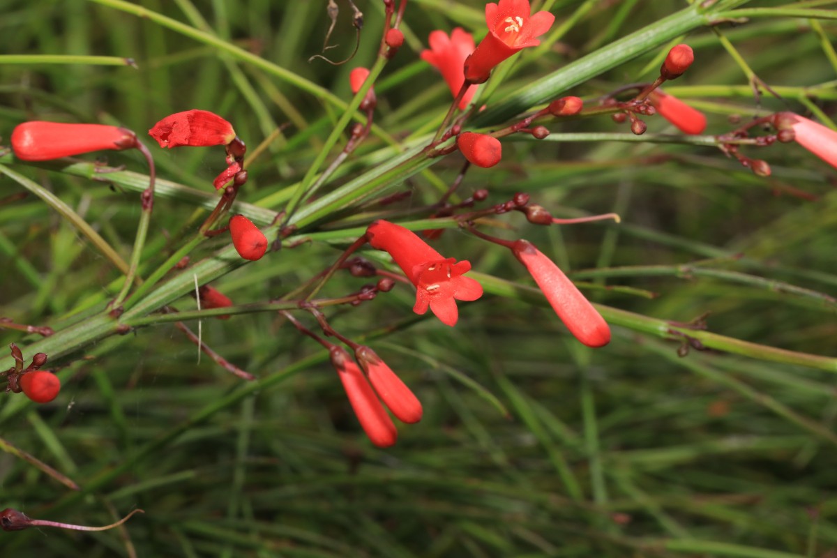 k-k- unbestimmte Art_09.JPG