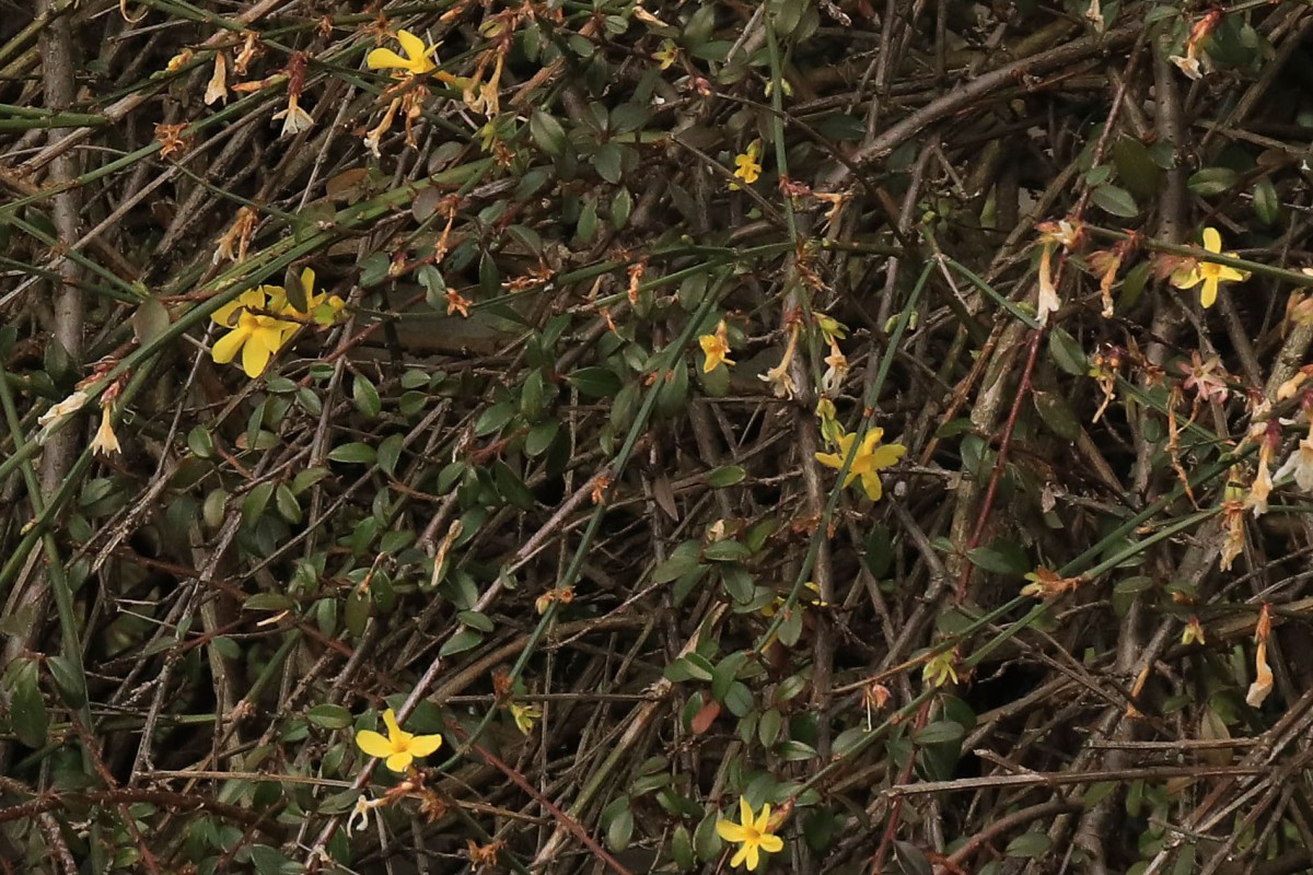 5000_20_Winterjasmin_Jasminum nudiflorum.jpg