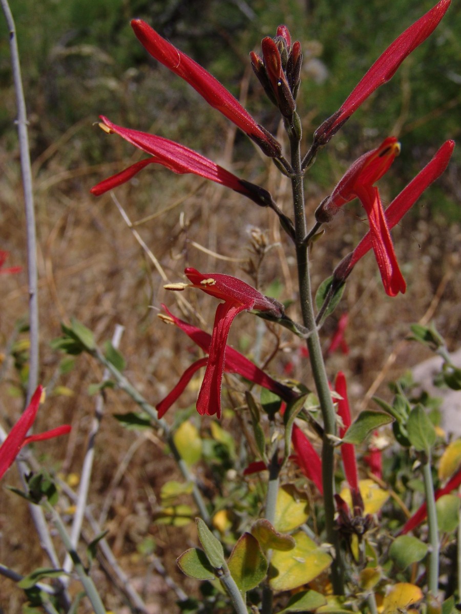 ACANTH Jacobinia ovata (cf) OrganPipeNM AZ G1.jpg