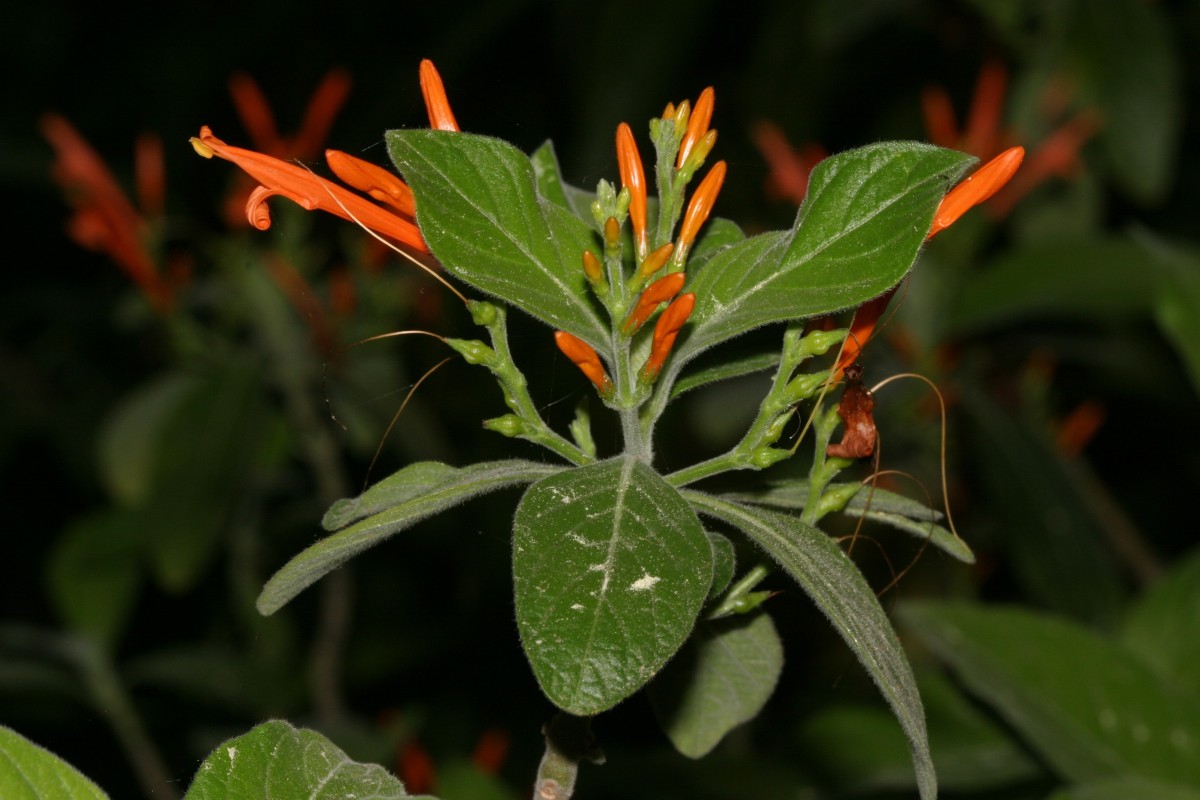 ACANTH Justicia leonardii Mexico BG LA JR 2.jpg