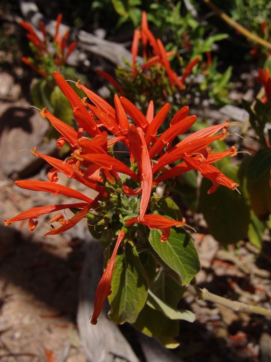 ACANTH Justicia spicigera Tucson DesMus G1.jpg