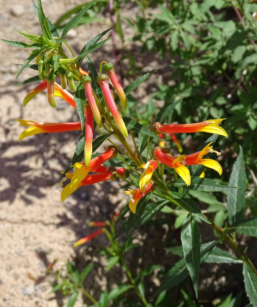 ACANTH Tucson DesertMuseum 46.jpg