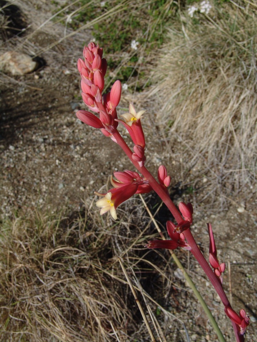 ALOAC Hesperaloe parviflora LivingDesertBG PalmSprings CA G1.jpg
