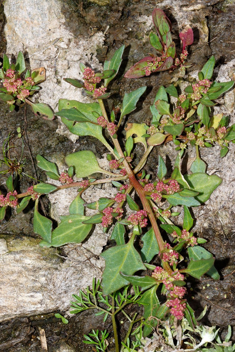 Oxybasis rubra Großhartmannsdorf SN Großteich A01.jpg