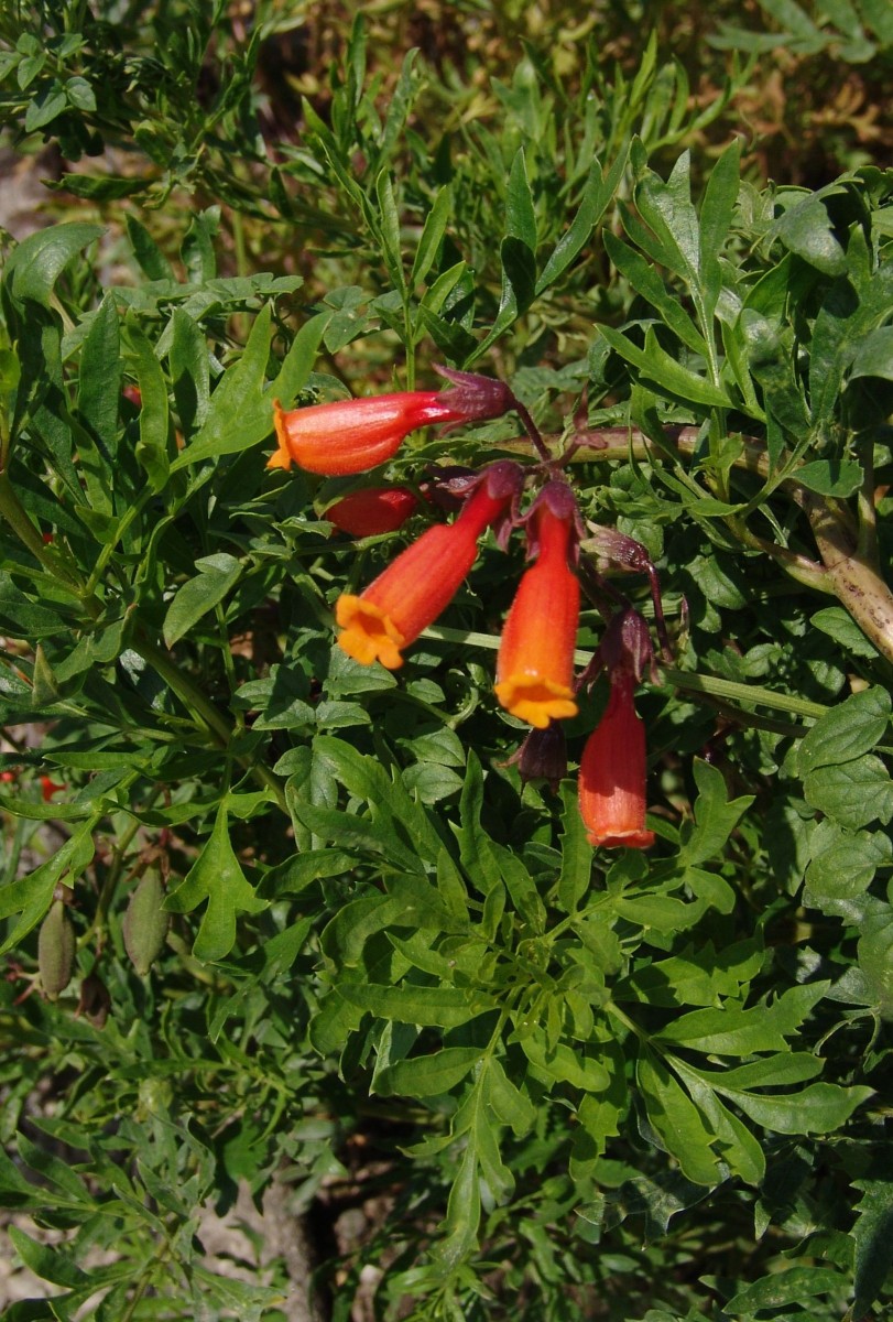 BIGNO Eccremocarpus scaber Chile BotKA G1.jpg