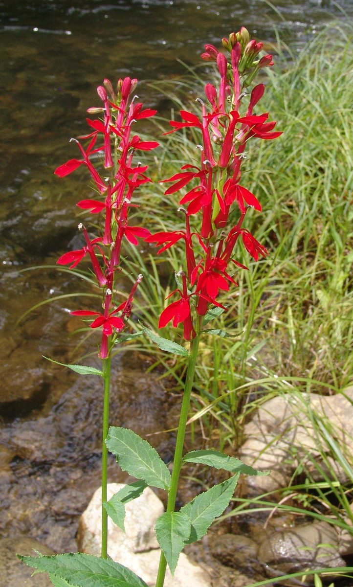 CAMP Lobelia cardinalis StoneValley HuntCo G6.jpg