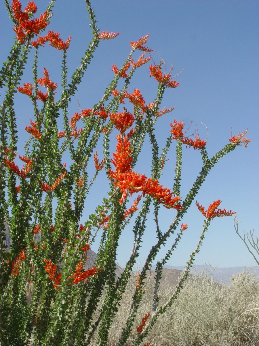 FOUQ Fouquieria splendens BorregoSprings F4.jpg
