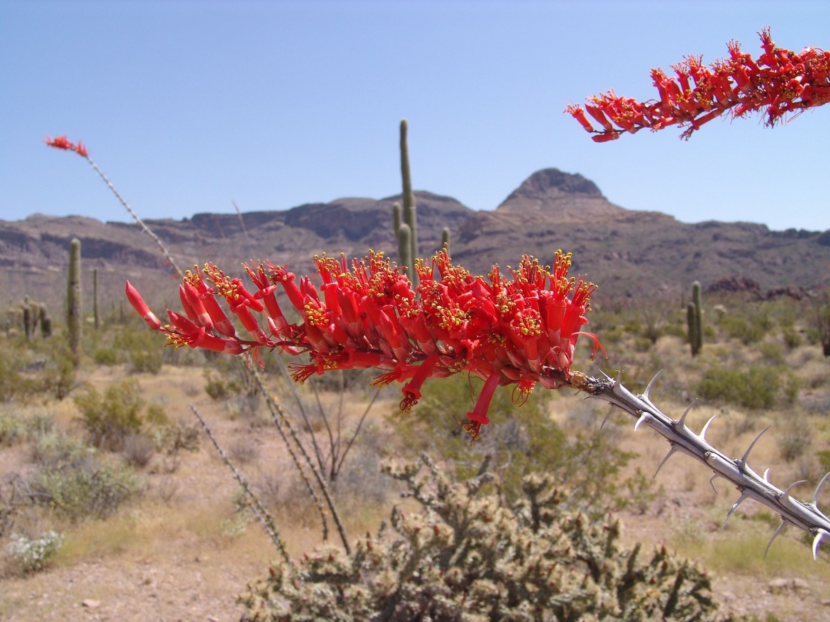 FOUQ Fouquieria splendens OrganPipeNM AZ G2.jpg