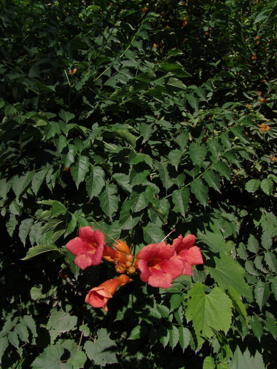 GESN Campsis radicans ScotiaBarrens G2.jpg