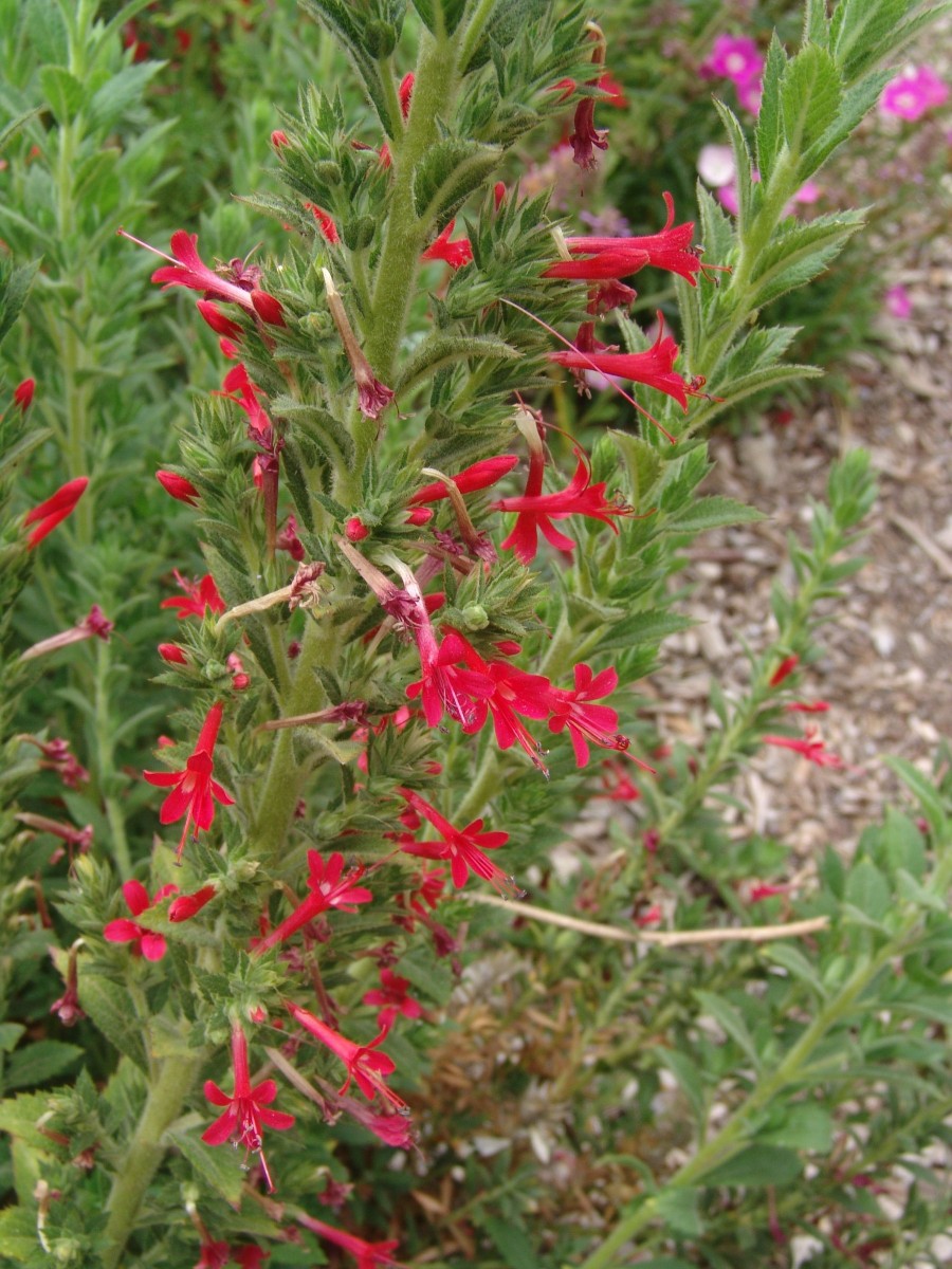 Indet 04 FullertonArbor Anaheim G2.jpg