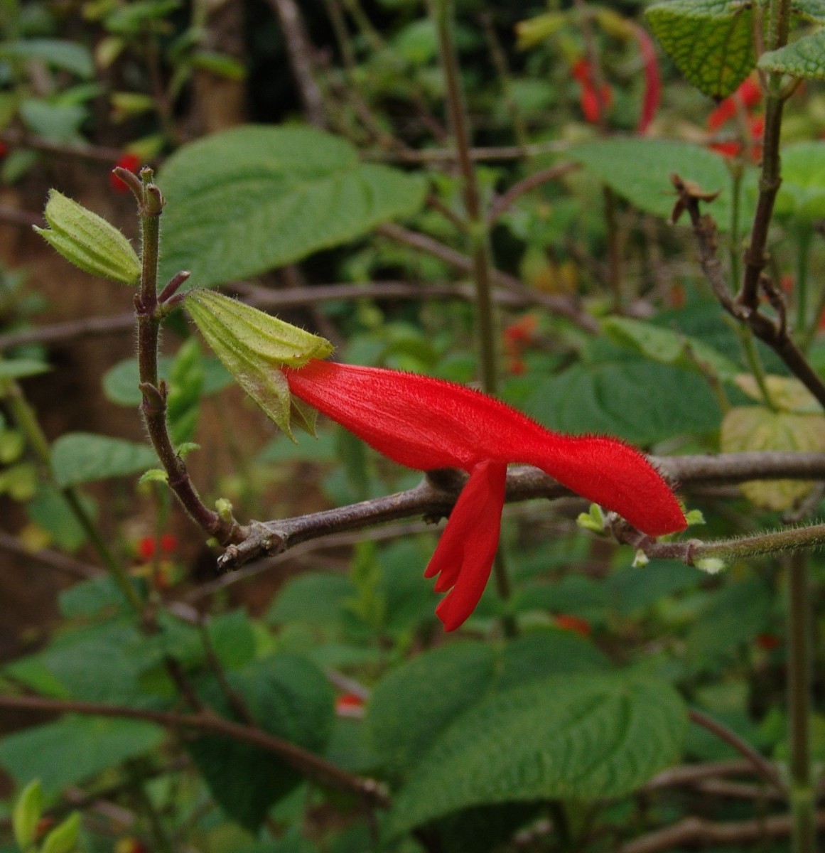 LAM Salvia gesneriflora CAm SFO StrybingArboretum G16.jpg