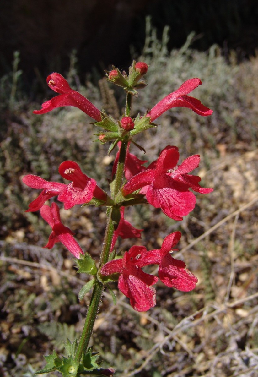 LAM Stachys coccinea Kitts Peak AZ G3.jpg