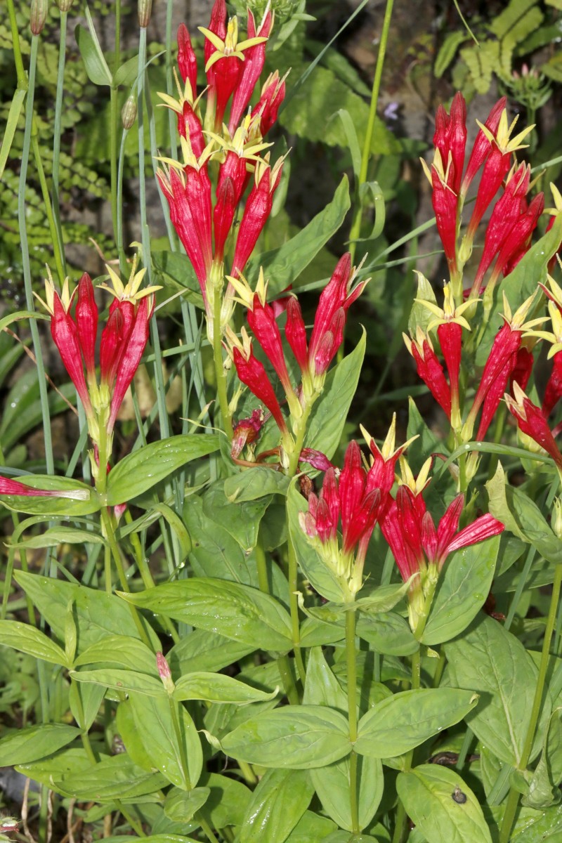 LOGAN Spigelia marilandica GartenWe 24 A01.jpg