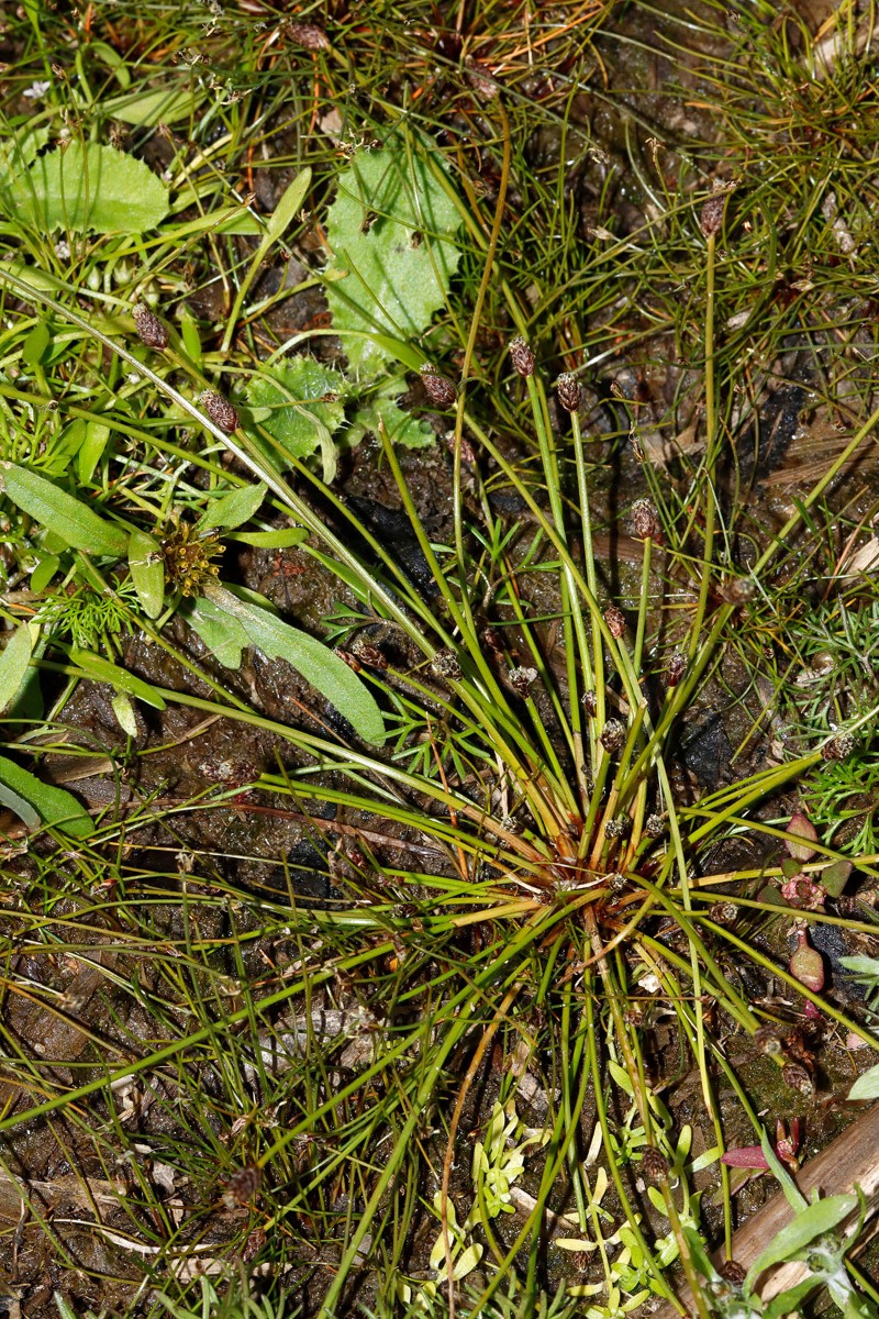 Eleocharis ovata Großhartmannsdorf SN Großteich A01.jpg