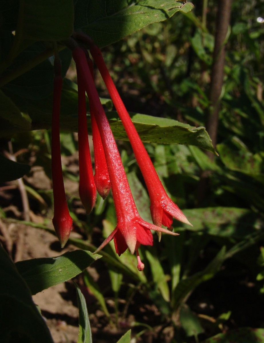 ONAG Fuchsia fulgens Mexico BotMZ G1.jpg