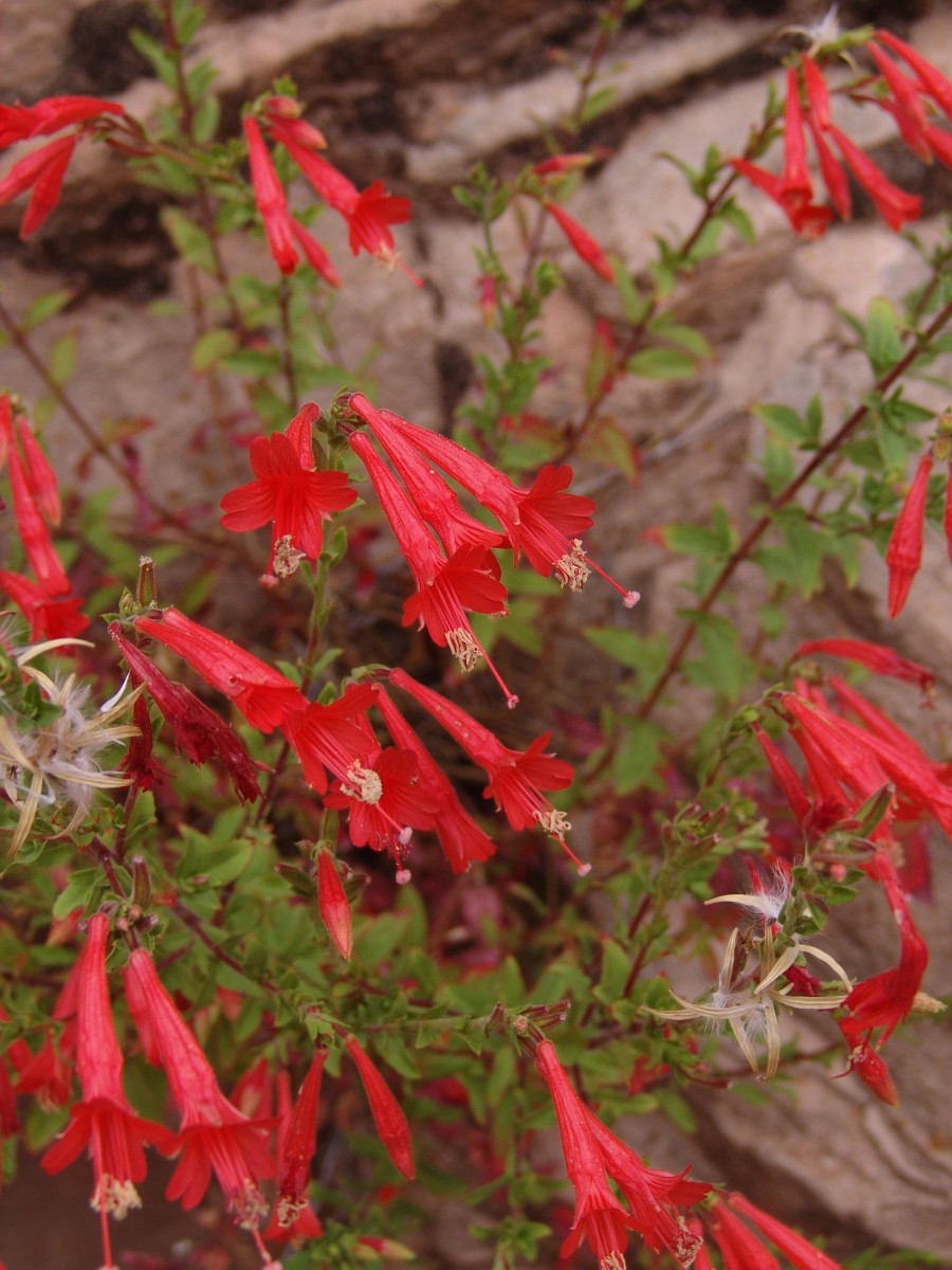 ONAG Zauschneria californica ssp latifolia (cf) ZionNP UT G1.jpg