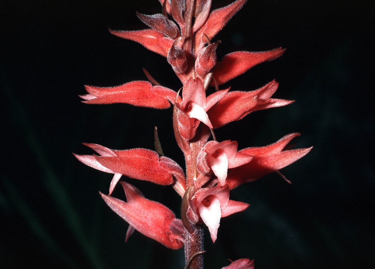 ORCH Sacoila lanceolata1 (c) Jenny Dressler.jpg