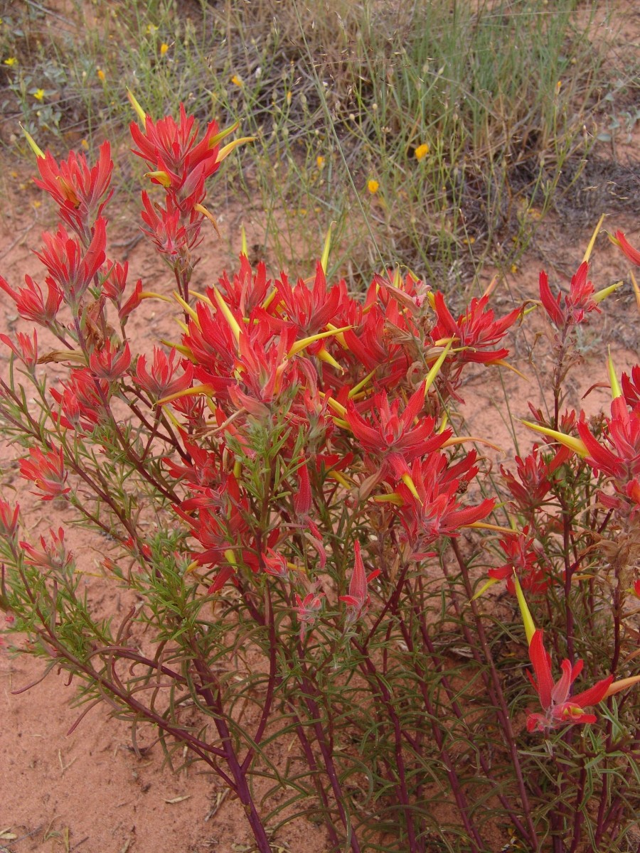 OROB Castilleja sp 20 mi W Kanab UT G3.jpg