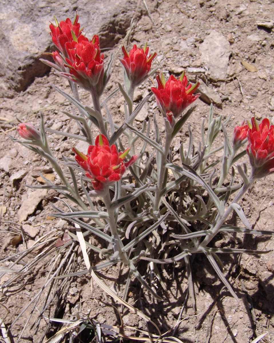 OROB Castilleja sp high altitude ChiricahuaMts SE-AZ G4.jpg