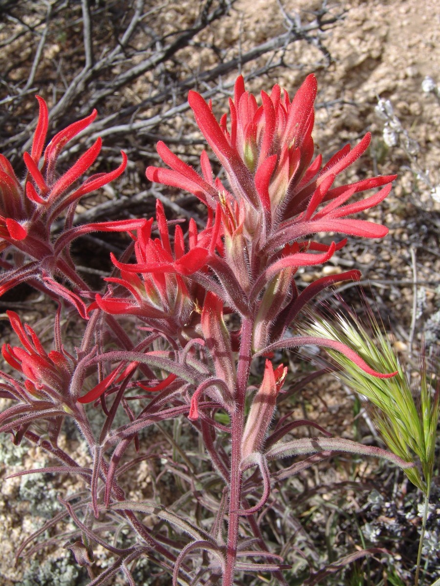 OROB Castilleja sp JoshuaTreeNP HiddenValley G3.jpg