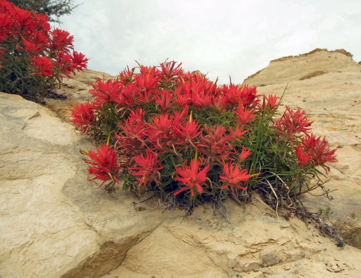 OROB Castilleja sp Zion Canyon DH 06 D43.JPG