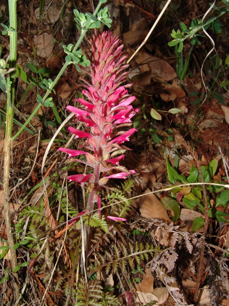 OROB Pedicularis densiflora NW-CA HumboldtRedwoodsSP G4.jpg