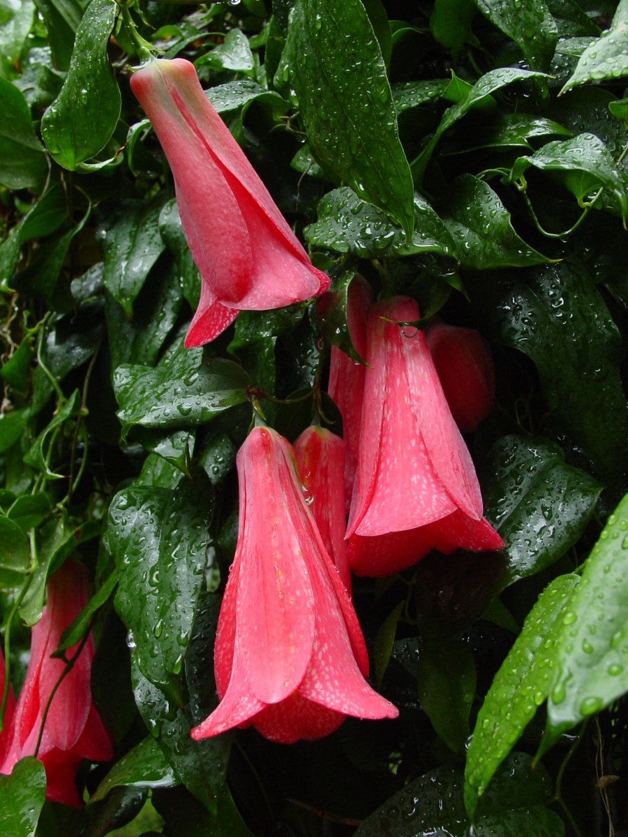 PHILES Lapageria rosea Chile BotBasel JR S1.jpg