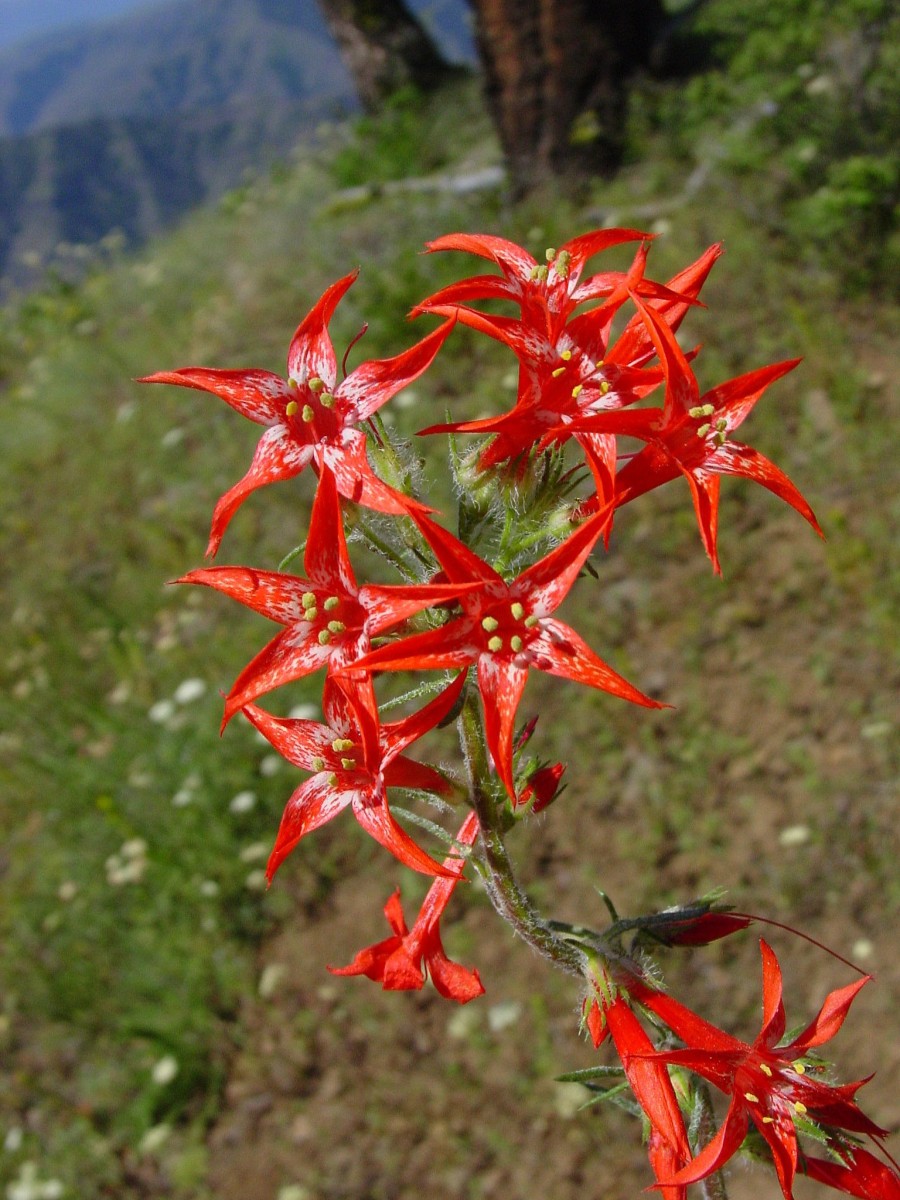 POLEM Ipomopsis aggregata Imnaha OR S1.JPG