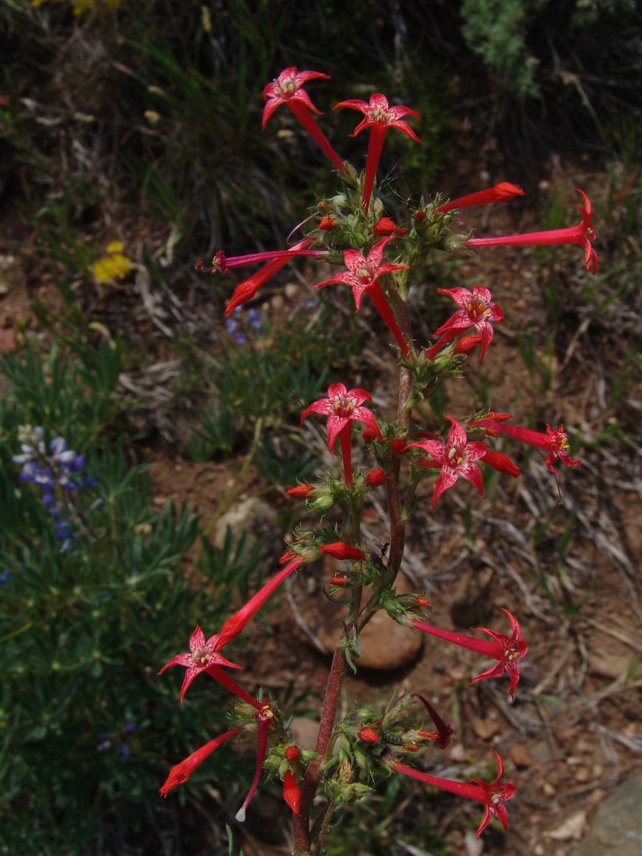 POLEM Ipomopsis sp USA CO MonarchPass W-Side (72).JPG