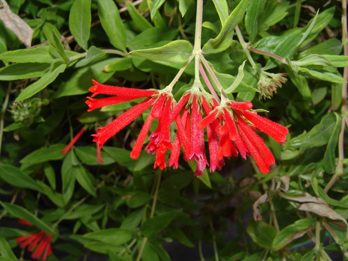 RUB Bouvardia ternifolia Mexico BotMZ G2.jpg