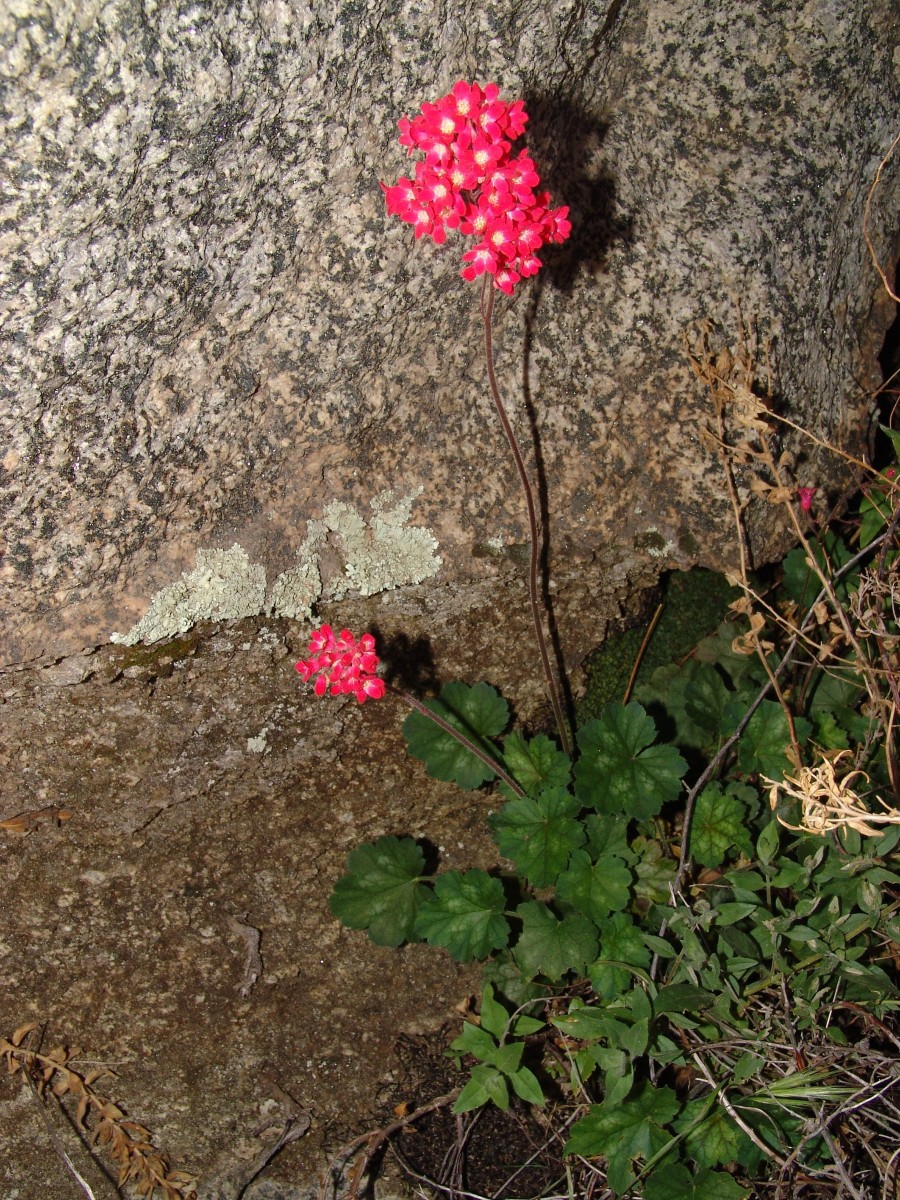 SAX Heuchera sanguinea Kitts Peak AZ G2.jpg