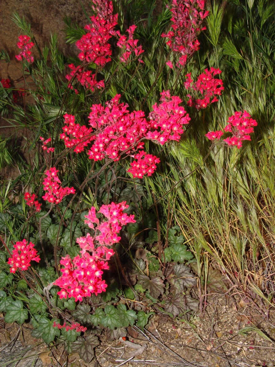 SAX Heuchera sanguinea Kitts Peak AZ G4.jpg